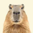 Capybara Wallpaper