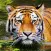 Tiger Wallpaper