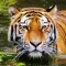 Tiger Wallpaper
