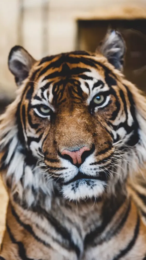 Capturas de tela do Tiger Wallpaper