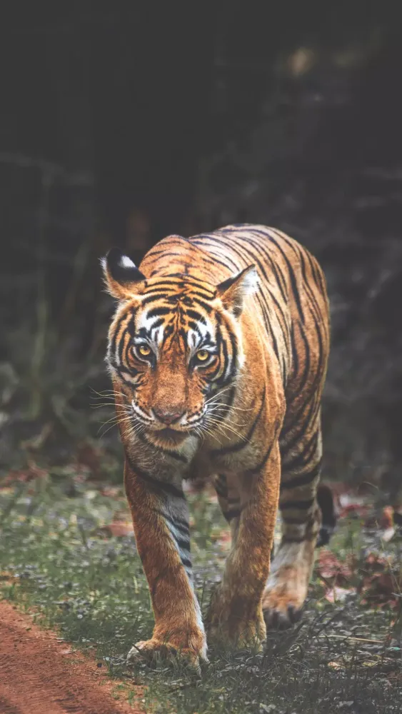 Capturas de tela do Tiger Wallpaper