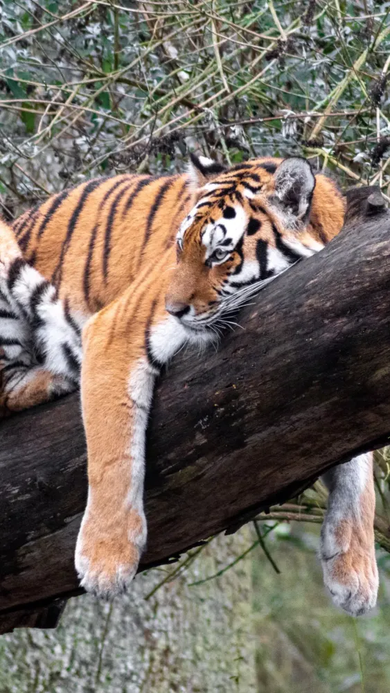 Capturas de tela do Tiger Wallpaper