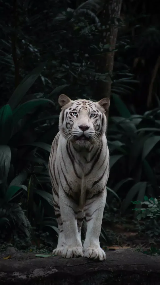 Capturas de tela do Tiger Wallpaper