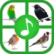 Birds Sounds And Ringtones