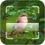 Bird ID - Picture Identifier