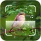Bird ID - Picture Identifier
