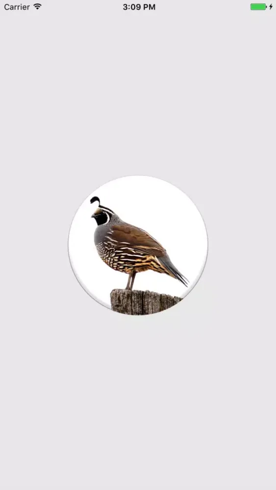 Quail Sounds!應用截圖