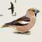 Birds of Britain & Ireland