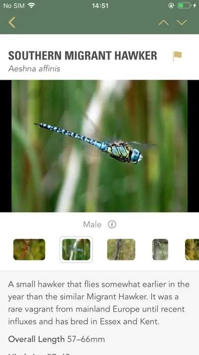 ภาพหน้าจอของ Dragonflies & Damselflies