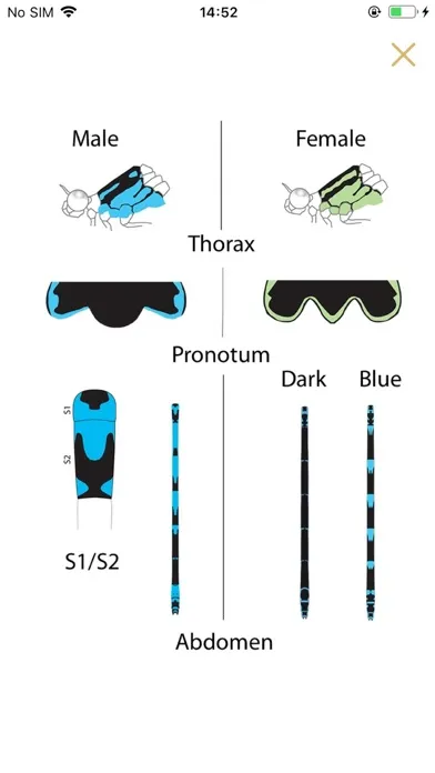 ภาพหน้าจอของ Dragonflies & Damselflies