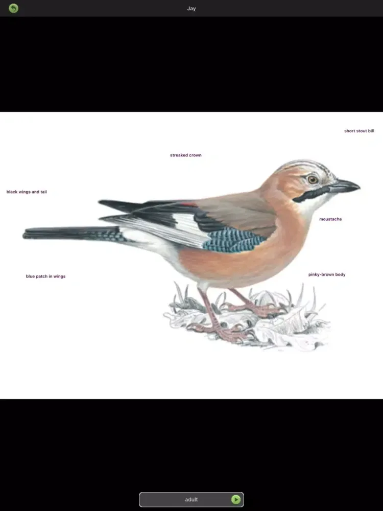 ภาพหน้าจอของ Garden Birds of Britain and Ireland iPad 