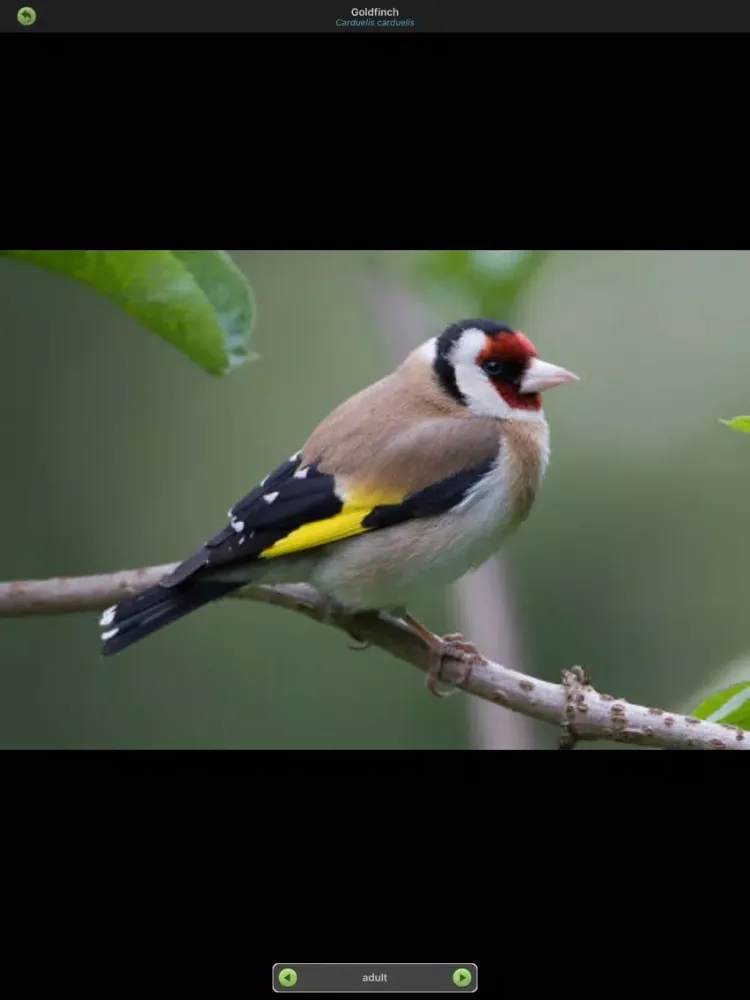 ภาพหน้าจอของ Garden Birds of Britain and Ireland iPad 