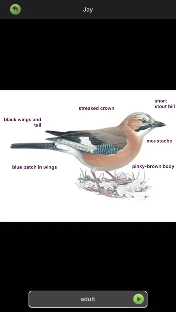 ภาพหน้าจอของ Garden Birds of Britain and Ireland