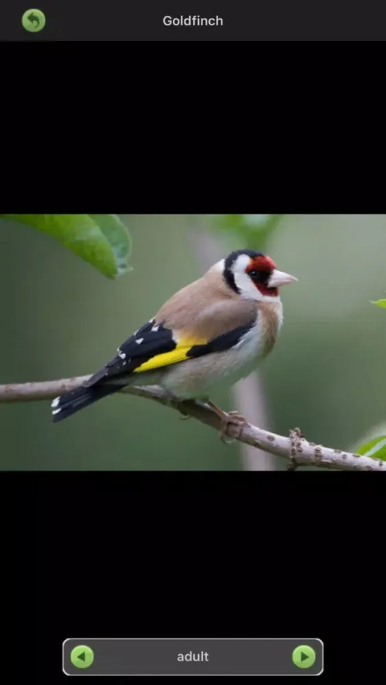 ภาพหน้าจอของ Garden Birds of Britain and Ireland