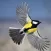 Birds sing song funny music and sounds