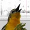 Bird Vocs Learn Bird Sounds