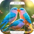 Bird Wallpaper HD