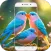 Bird Wallpaper HD