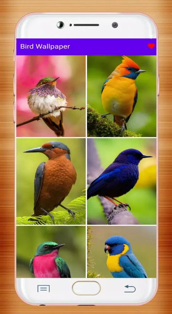 Capturas de tela do Bird Wallpaper HD