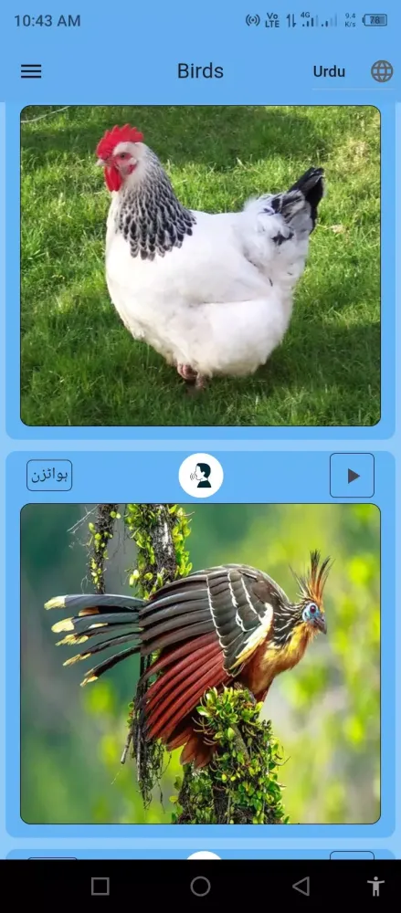 Birds Name for Kids Ekran Görüntüleri