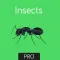 Insects Flashcard for babies and preschool Pro