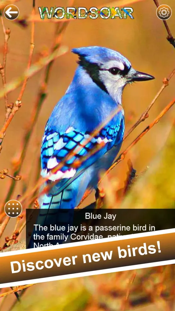 Word Soar Screenshots