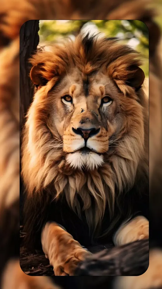Ảnh chụp màn hình của Lion Wallpapers HD 2024