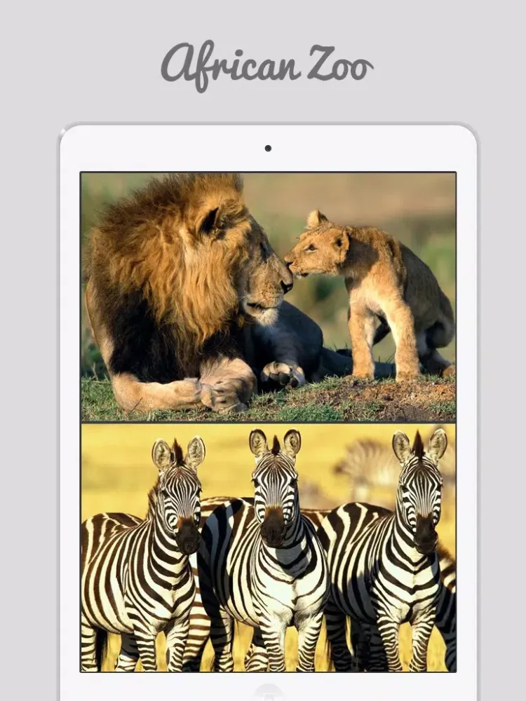 African Zoo iPad  スクリーンショット