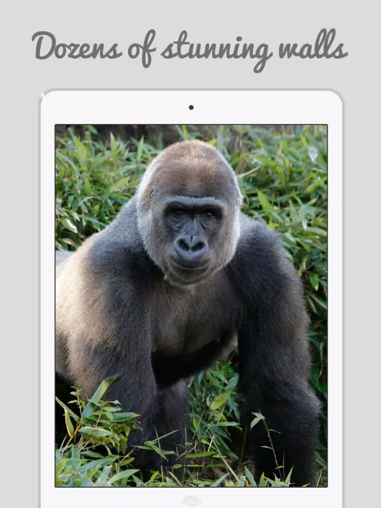 African Zoo iPad  スクリーンショット