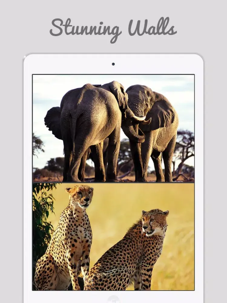 African Zoo iPad  スクリーンショット