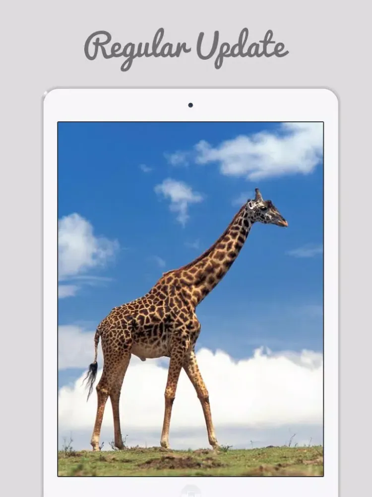 African Zoo iPad  スクリーンショット