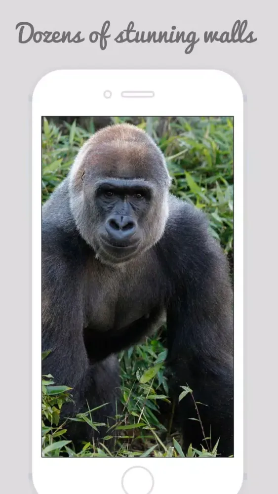 African Zoo スクリーンショット