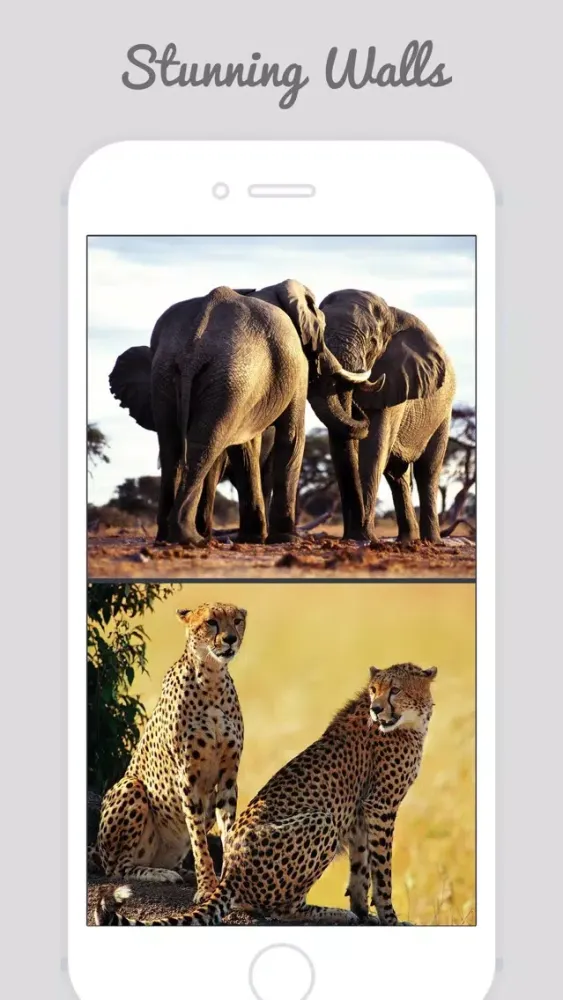 African Zoo スクリーンショット