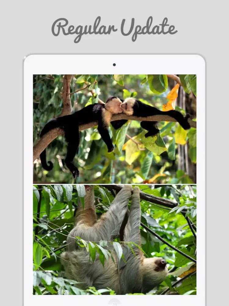 Screenshot di Costa Rica Wallpapers - Home & Lock Screen Wallz iPad 