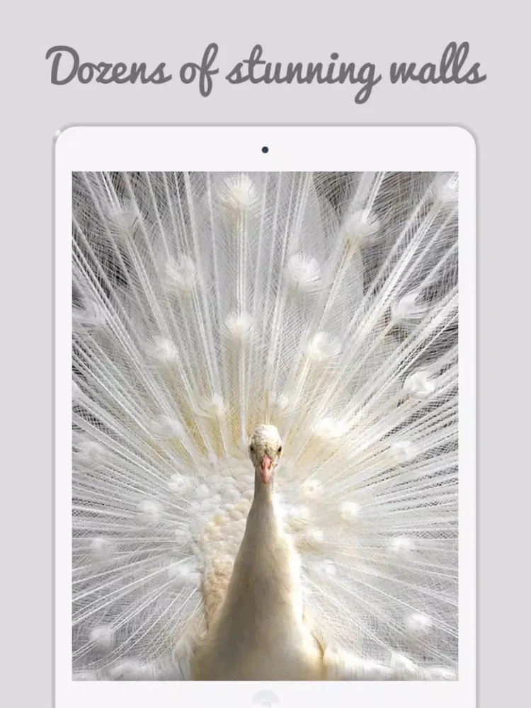 Zrzuty ekranu Peacock Wallz - Most Beautiful Peacock Pictures iPad 
