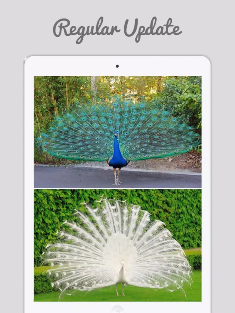 Zrzuty ekranu Peacock Wallz - Most Beautiful Peacock Pictures iPad 