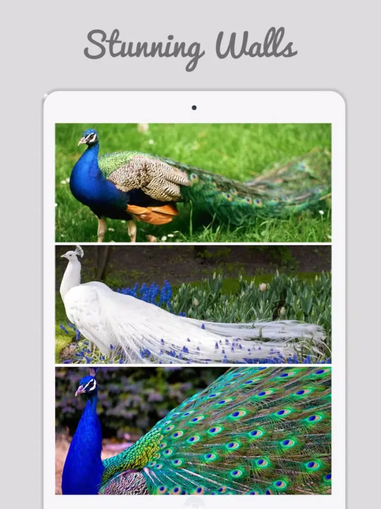 Zrzuty ekranu Peacock Wallz - Most Beautiful Peacock Pictures iPad 