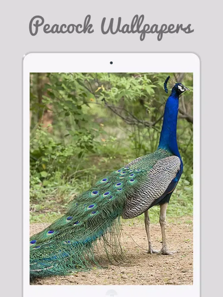 Zrzuty ekranu Peacock Wallz - Most Beautiful Peacock Pictures iPad 