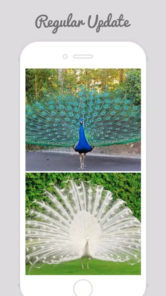 Zrzuty ekranu Peacock Wallz - Most Beautiful Peacock Pictures
