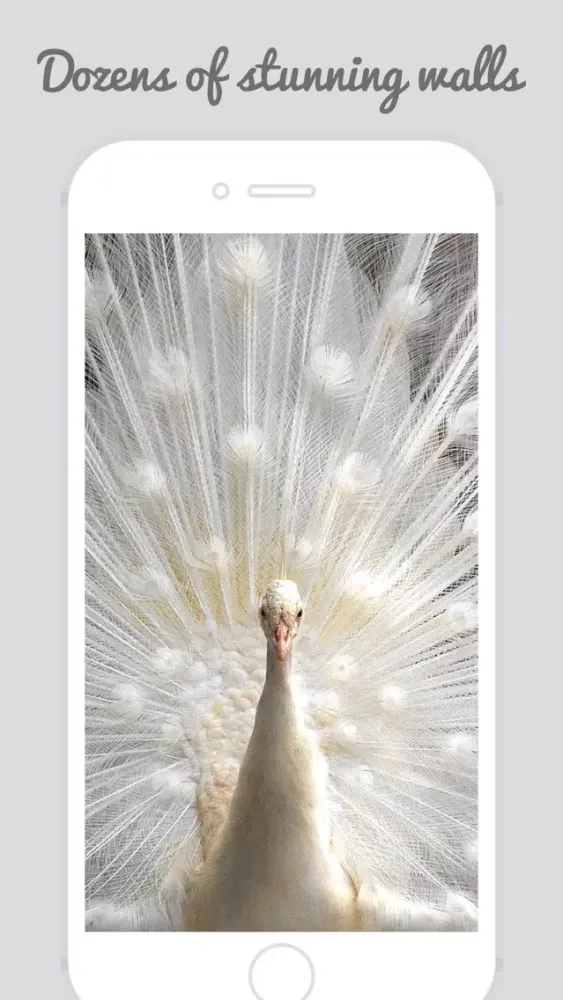 Zrzuty ekranu Peacock Wallz - Most Beautiful Peacock Pictures