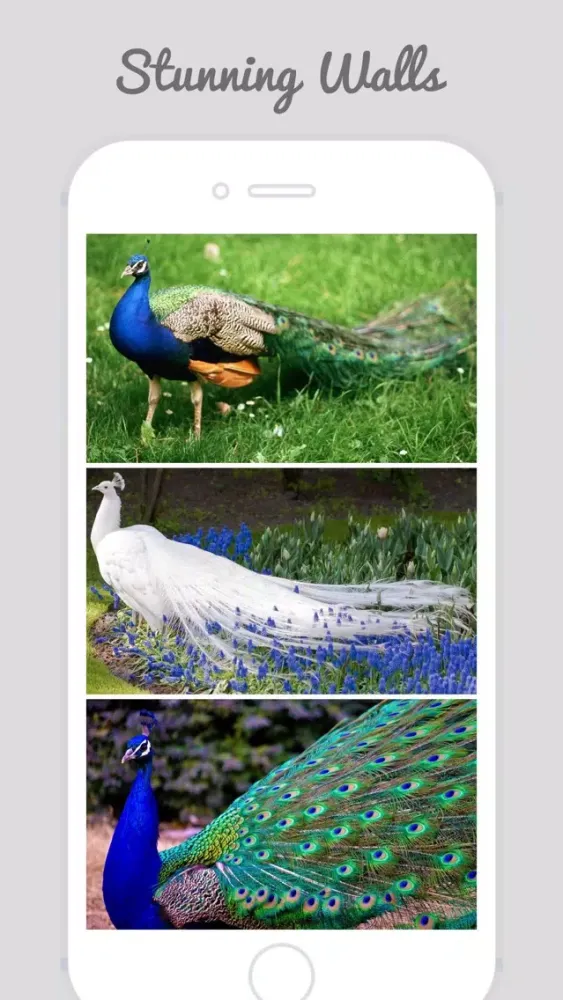 Zrzuty ekranu Peacock Wallz - Most Beautiful Peacock Pictures