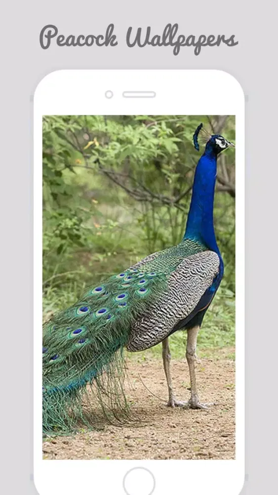Zrzuty ekranu Peacock Wallz - Most Beautiful Peacock Pictures