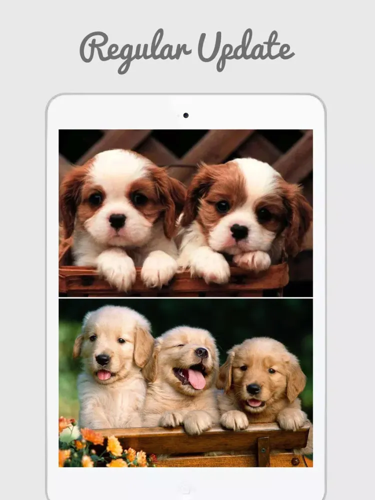 Captures d'écran de Cute Puppy Wallpapers iPad 