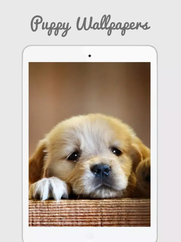 Captures d'écran de Cute Puppy Wallpapers iPad 