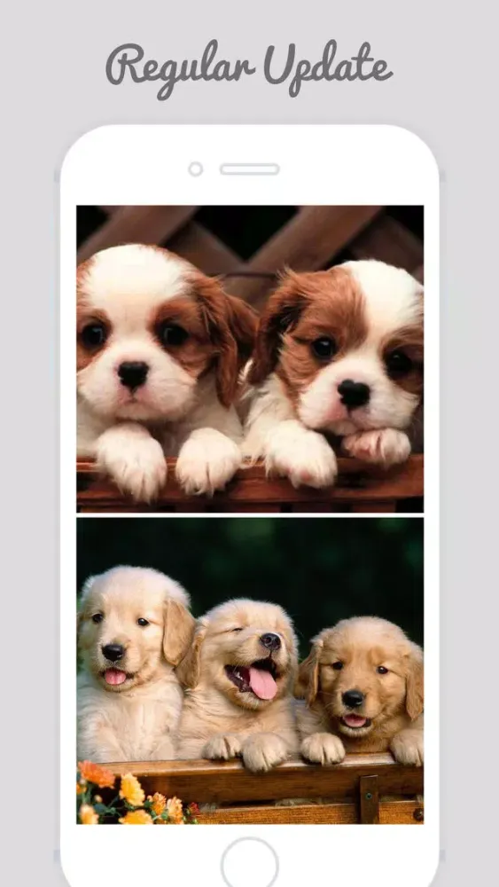 Captures d'écran de Cute Puppy Wallpapers