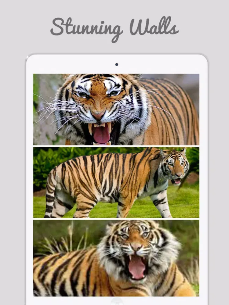 Captures d'écran de Tiger Wallpapers - Best Animal Background iPad 
