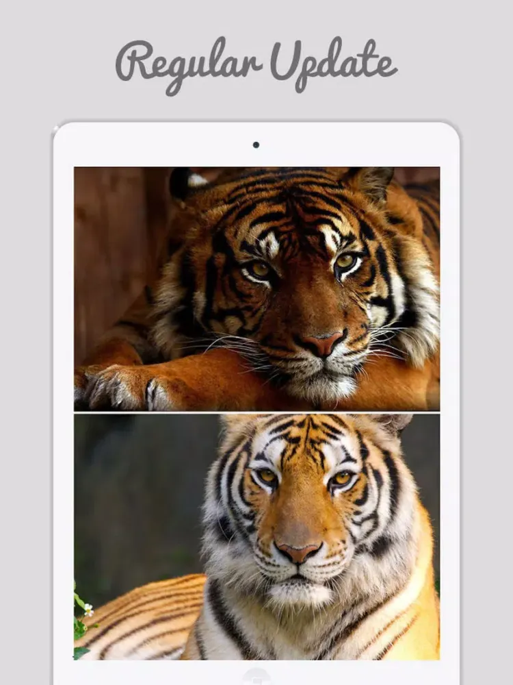 Captures d'écran de Tiger Wallpapers - Best Animal Background iPad 