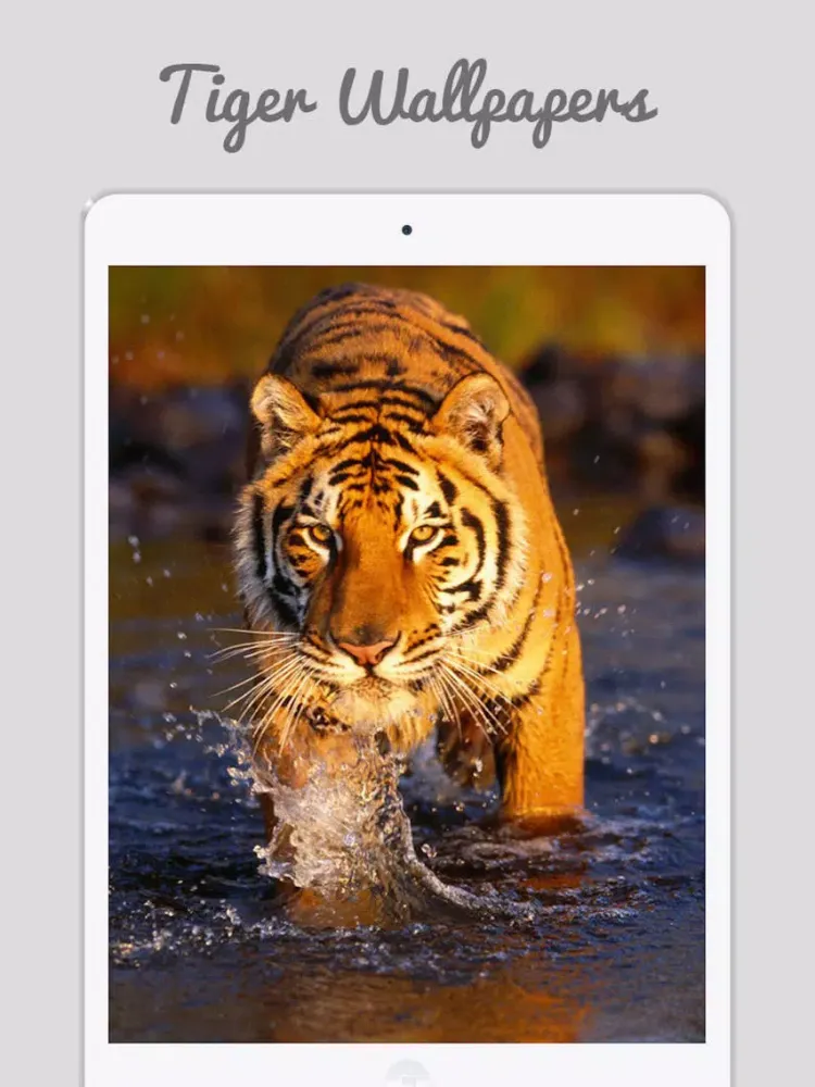 Captures d'écran de Tiger Wallpapers - Best Animal Background iPad 