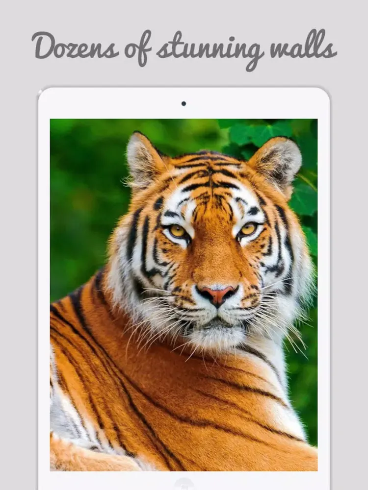 Captures d'écran de Tiger Wallpapers - Best Animal Background iPad 