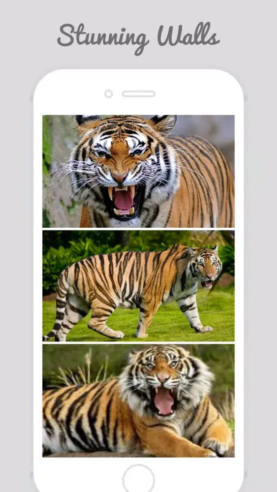 Captures d'écran de Tiger Wallpapers - Best Animal Background